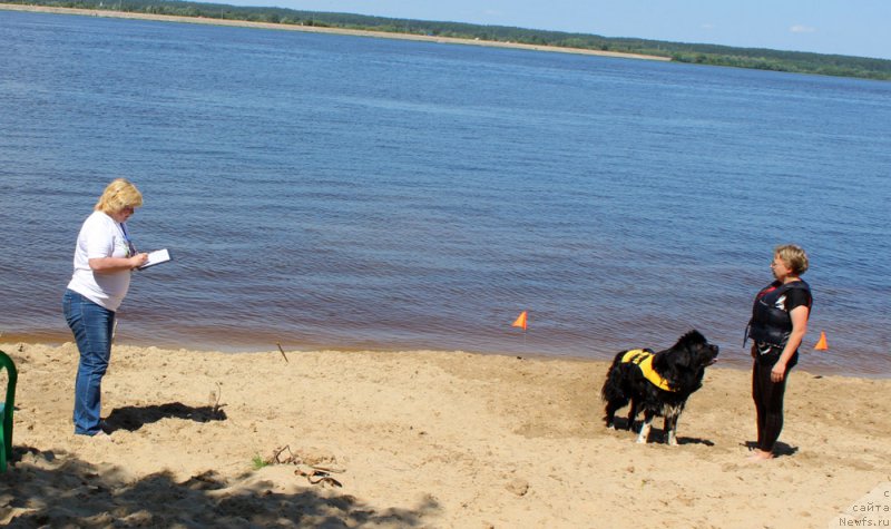 Фото: ньюфаундленд Fabian de Lange Super Mishka, Irina Moroz (Ирина Мороз)