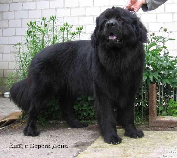 Фото: ньюфаундленд YOshi s Berega Dona (Ёши с Берега Дона)