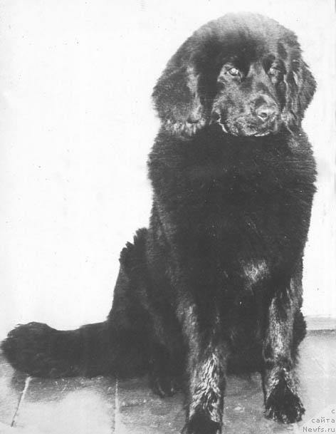 Фото: ньюфаундленд Assol'ta Arju (Ассольта Аржу)