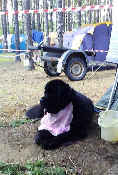 Фото: ньюфаундленд Pomona is Antagrada (Помона из Антаграда)