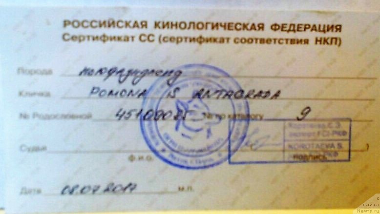 Фото: ньюфаундленд Pomona is Antagrada (Помона из Антаграда)