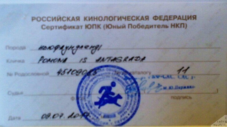 Фото: ньюфаундленд Pomona is Antagrada (Помона из Антаграда)