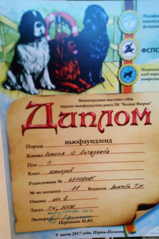 Фото: ньюфаундленд Pomona is Antagrada (Помона из Антаграда)