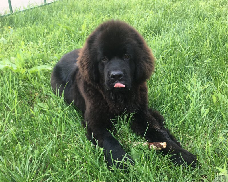 Фото: ньюфаундленд Brownblood MSK Lavy Neman (Браунблад MCК Лави Нэман)