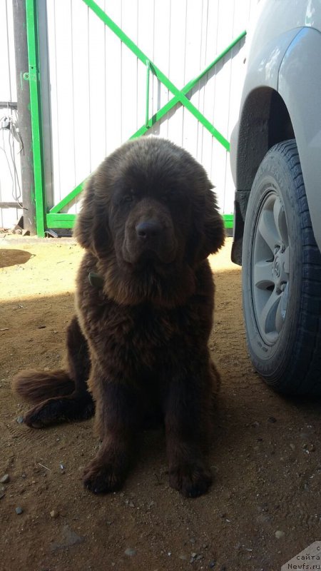 Фото: ньюфаундленд Brownblood MSK Leya Aiman (Браунблад МСК Лея Айман)