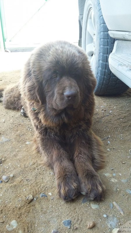 Фото: ньюфаундленд Brownblood MSK Leya Aiman (Браунблад МСК Лея Айман)