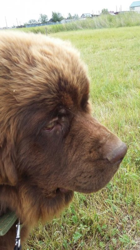 Фото: ньюфаундленд Brownblood MSK Leya Aiman (Браунблад МСК Лея Айман)