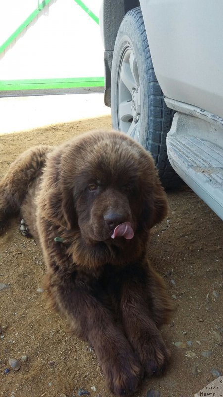 Фото: ньюфаундленд Brownblood MSK Leya Aiman (Браунблад МСК Лея Айман)