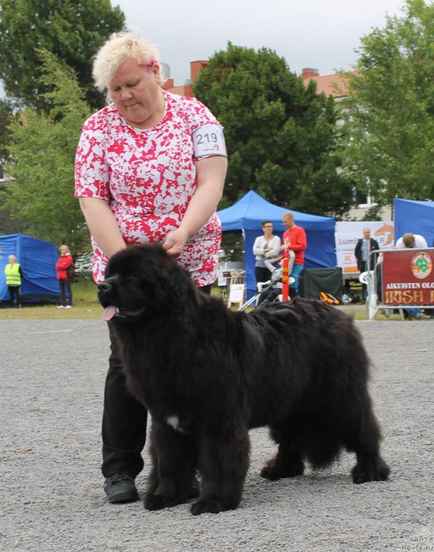 Фото: ньюфаундленд Moya Stikhiya Meledi (Моя Стихия Миледи)