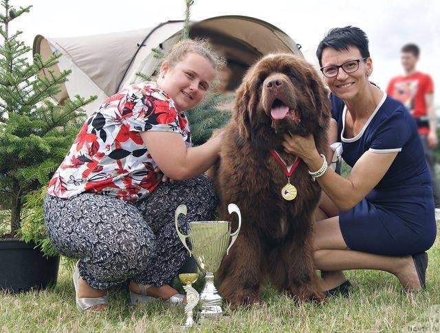 Фото: ньюфаундленд Brownblood MSK Armata Loyar Aid (Браунблад МСК Армата Лойар Аид)