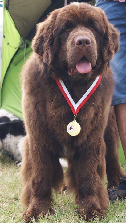 Фото: ньюфаундленд Brownblood MSK Armata Loyar Aid (Браунблад МСК Армата Лойар Аид)