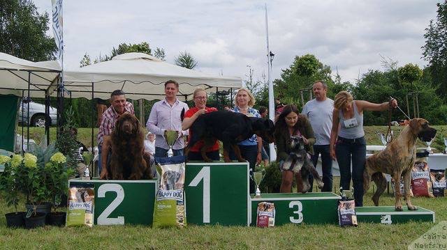 Фото: ньюфаундленд Brownblood MSK Armata Loyar Aid (Браунблад МСК Армата Лойар Аид)