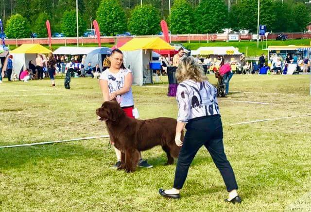 Фото: ньюфаундленд Brownblood MSK Alfa-Romeo Gold Baddy (Браунблад МСК Альфа-Ромео Голд Бадди)