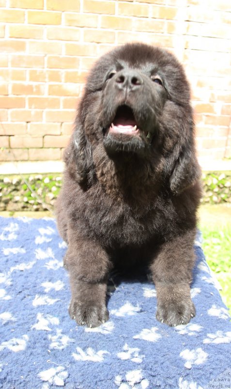 Фото: ньюфаундленд Super Premium YElita (Супер Премиум Элита)