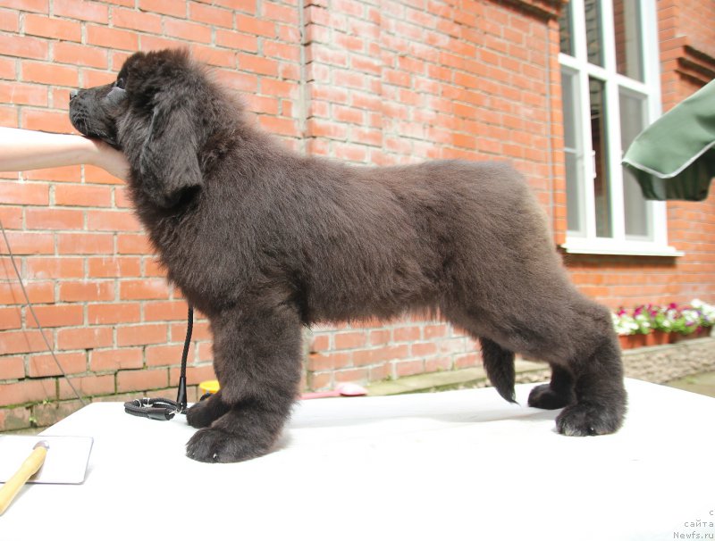 Фото: ньюфаундленд Super Premium Elegans (Супер Премиум Элеганс)