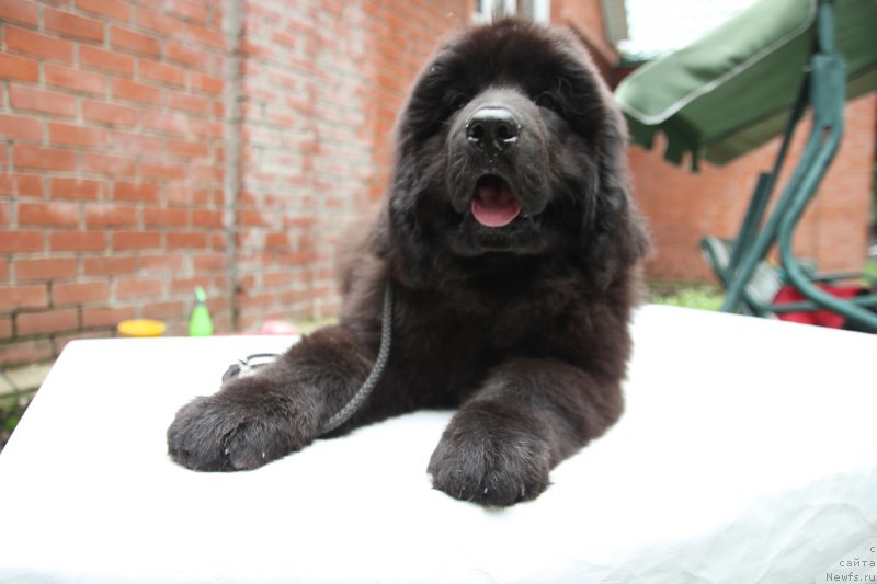 Фото: ньюфаундленд Super Premium Elegans (Супер Премиум Элеганс)