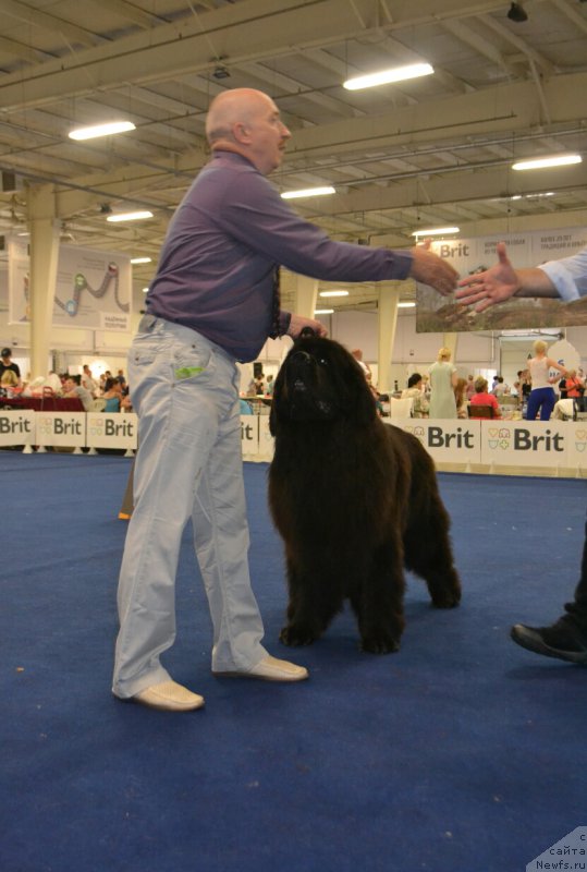 Фото: ньюфаундленд Nazar Vyatskiy Medved (Назар Вятский Медведь)