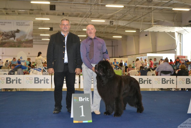Фото: ньюфаундленд Nazar Vyatskiy Medved (Назар Вятский Медведь)