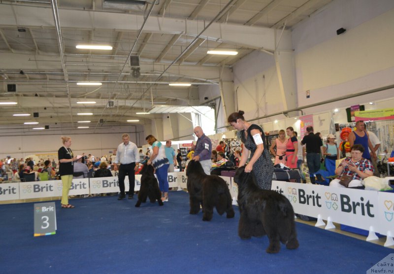 Фото: ньюфаундленд Sent Djons Exclusive (Сент Джонс Эксклюзив), ньюфаундленд Nazar Vyatskiy Medved (Назар Вятский Медведь), ньюфаундленд Akvian Song Lavatera (Аквиан Сонг Лаватера)