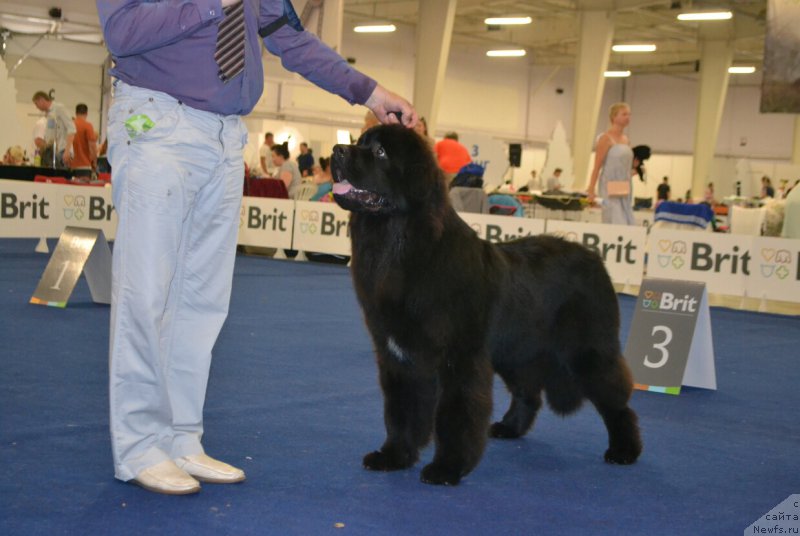 Фото: ньюфаундленд Sent Djons Exclusive (Сент Джонс Эксклюзив)