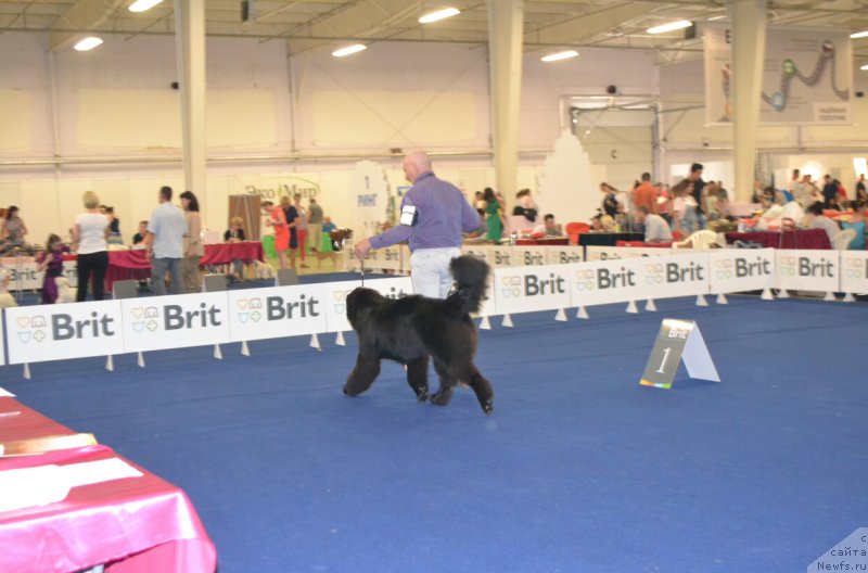 Фото: ньюфаундленд Sent Djons Exclusive (Сент Джонс Эксклюзив)