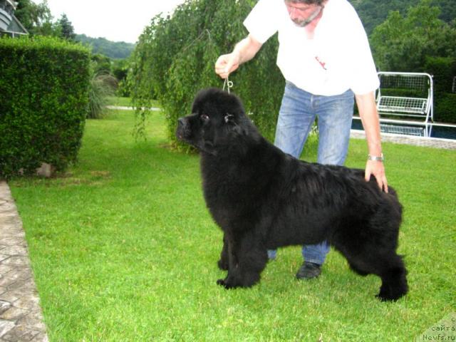 Фото: ньюфаундленд Seabrooks Heiristotle Pouch Cove