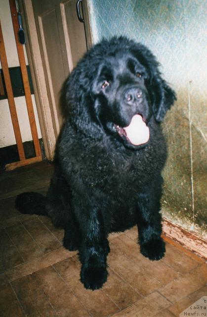 Фото: ньюфаундленд Bine-Bonita