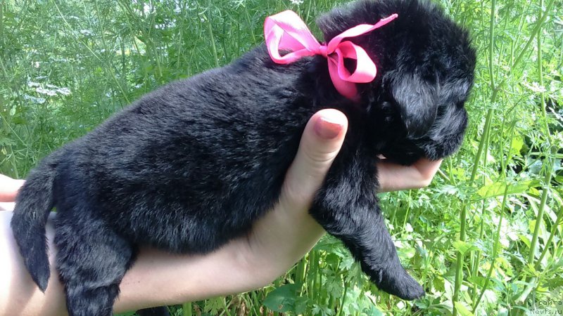 Фото: Леди Кастаньет - Lady Castagnette