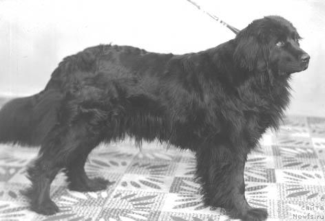 Фото: ньюфаундленд Hrista Jujanna Enri (Христа Жужанна Енри)