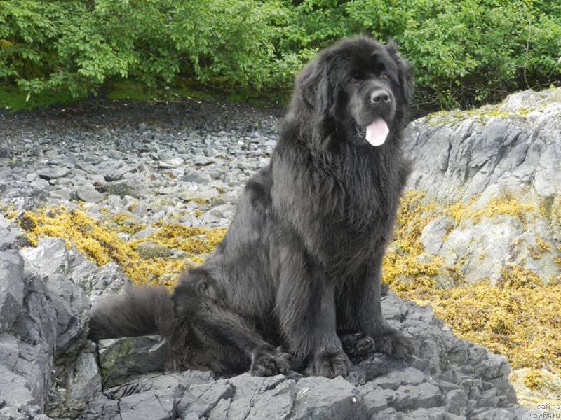 Фото: ньюфаундленд Chernaya Mafia Аngel Among Us (Черная Мафия Ангел Амонг Ус)