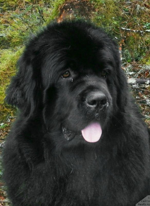 Фото: ньюфаундленд Chernaya Mafia Аngel Among Us (Черная Мафия Ангел Амонг Ус)