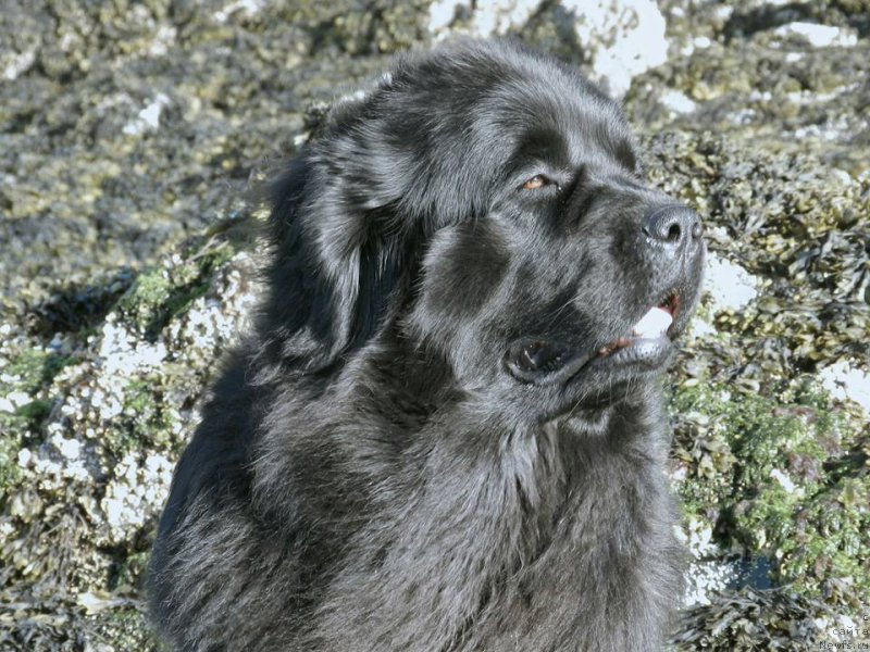 Фото: ньюфаундленд Chernaya Mafia Аngel Among Us (Черная Мафия Ангел Амонг Ус)