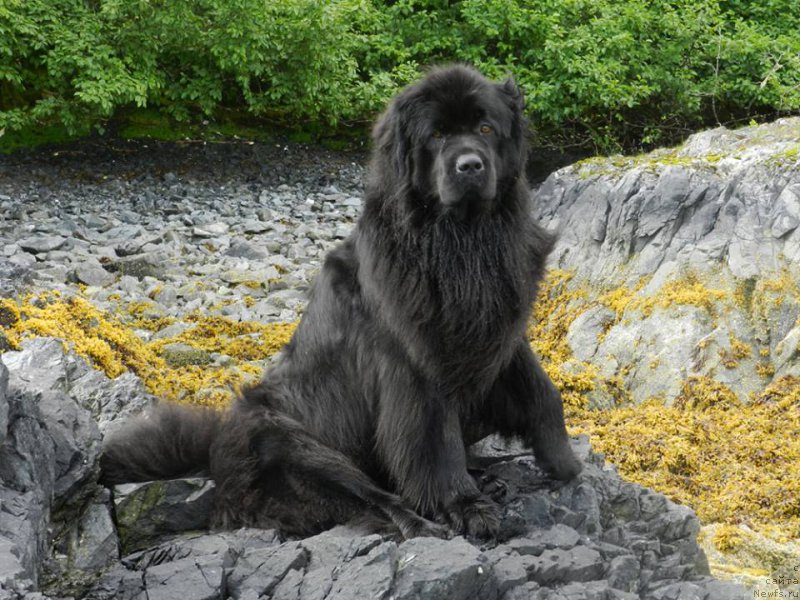 Фото: ньюфаундленд Chernaya Mafia Аngel Among Us (Черная Мафия Ангел Амонг Ус)