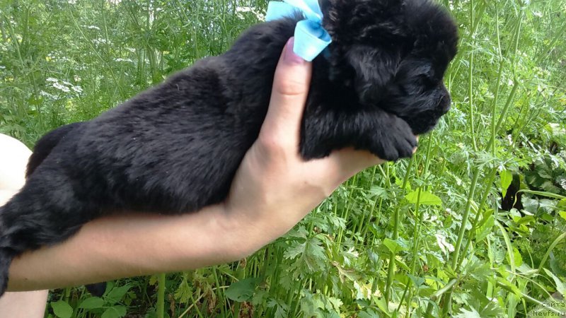 Фото: Луи Анри Буссенар (Louis Henri Bussenar)