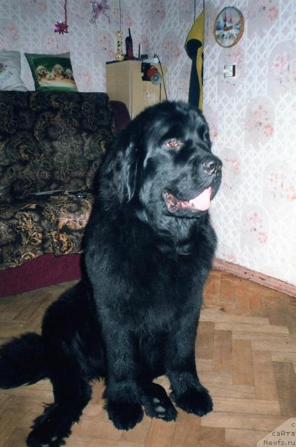 Фото: ньюфаундленд Berta (Берта)