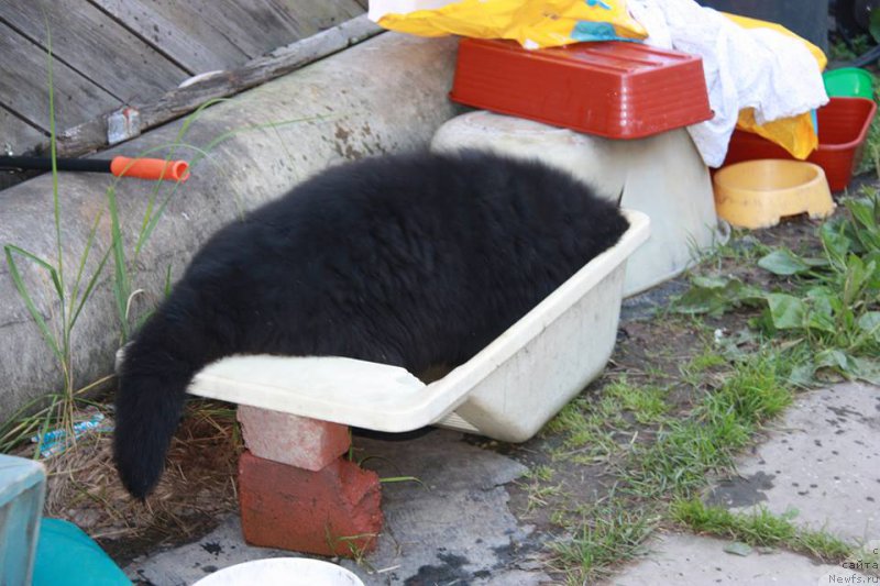 Фото: ньюфаундленд Kiper Soul Uyesli Snayps (Кипер Соул Уэсли Снайпс)