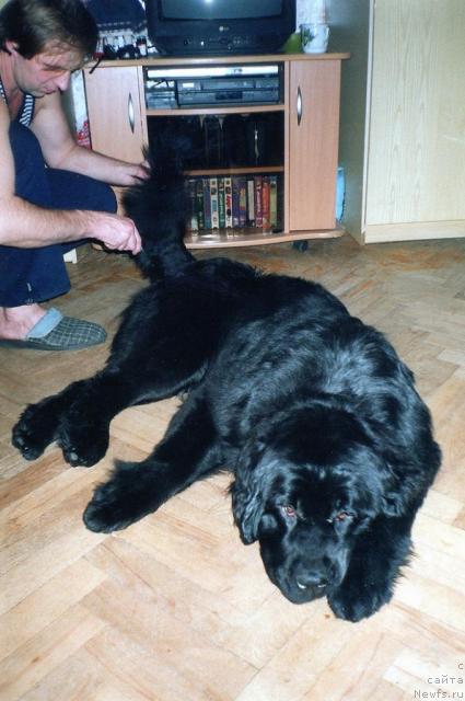 Фото: ньюфаундленд Berta (Берта), Aleksey Zavaruev (Алексей Заваруев)