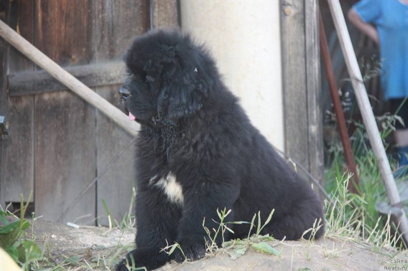 Фото: ньюфаундленд Kiper Soul Uyesli Snayps (Кипер Соул Уэсли Снайпс)