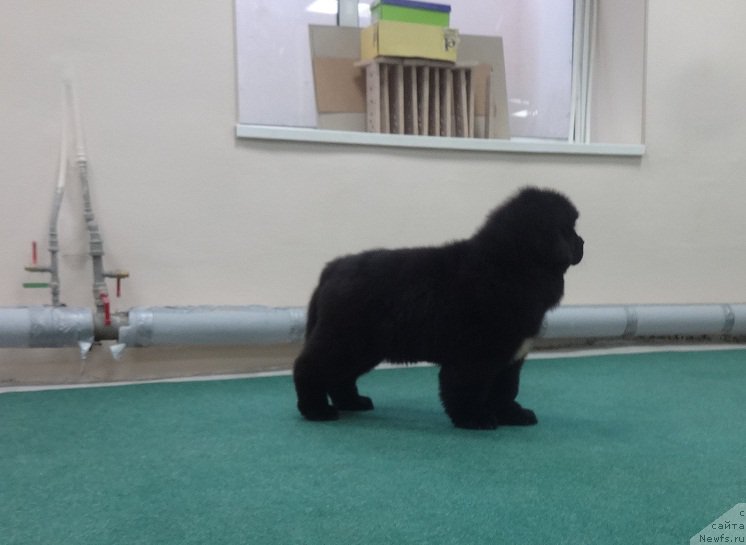 Фото: ньюфаундленд Kiper Soul Uyesli Snayps (Кипер Соул Уэсли Снайпс)