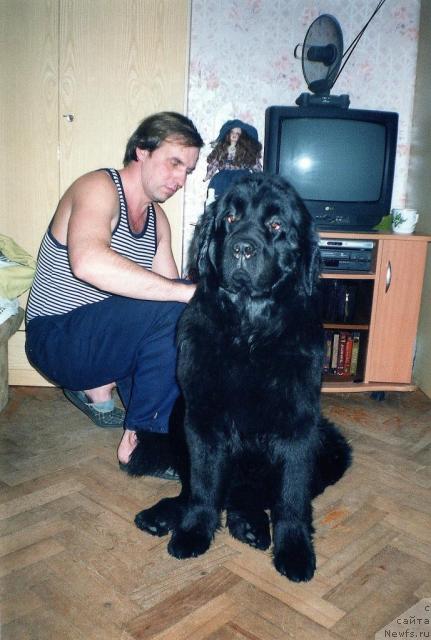 Фото: ньюфаундленд Berta (Берта), Aleksey Zavaruev (Алексей Заваруев)
