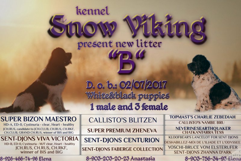 Фото: ньюфаундленд Sent Djons Viva Viktoria (Сент Джонс Вива Виктория), ньюфаундленд Super Bizon Maestro (Супер Бизон Маэстро)