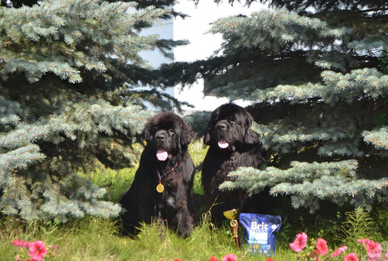 Фото: ньюфаундленд Sent Djons Exclusive (Сент Джонс Эксклюзив), ньюфаундленд Nazar Vyatskiy Medved (Назар Вятский Медведь)