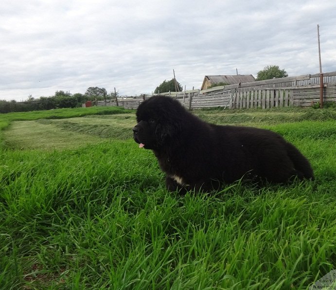 Фото: ньюфаундленд Kiper Soul Uyesli Snayps (Кипер Соул Уэсли Снайпс)