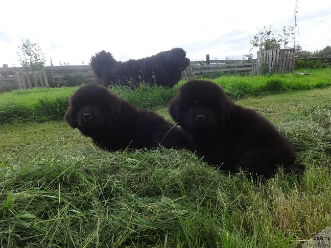Фото: ньюфаундленд YArkiy Tanec Ovacii (Яркий Танец Овации), ньюфаундленд YAntarnaya Sensaciya N'yufort (Янтарная Сенсация Ньюфорт)