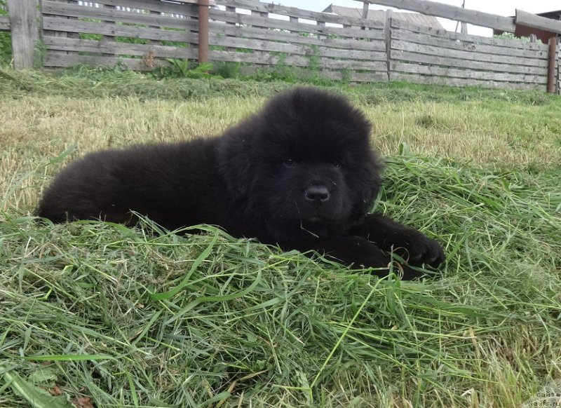 Фото: ньюфаундленд YAntarnaya Sensaciya N'yufort (Янтарная Сенсация Ньюфорт)