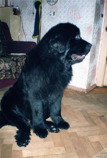 Фото: ньюфаундленд Berta (Берта)