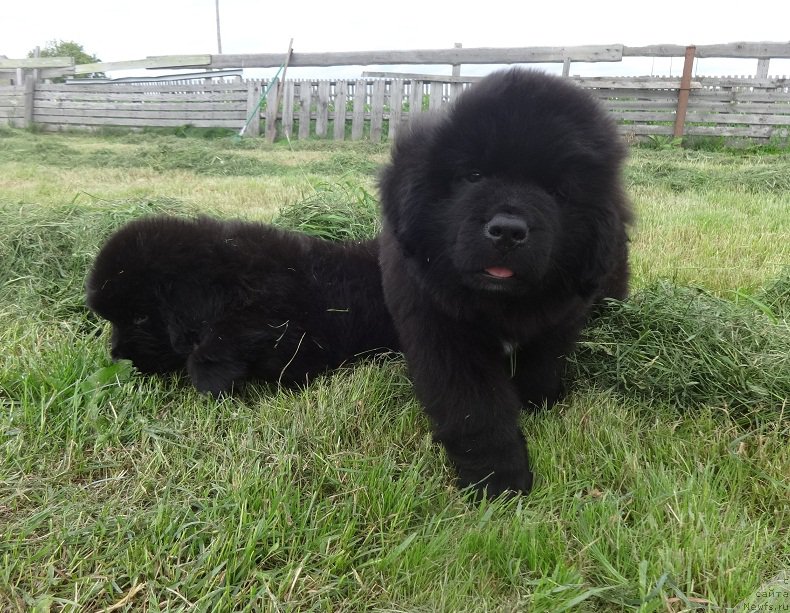 Фото: ньюфаундленд YAntarnaya Sensaciya N'yufort (Янтарная Сенсация Ньюфорт)