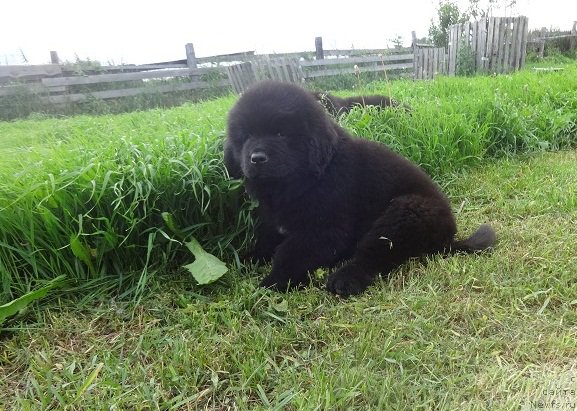 Фото: ньюфаундленд YAntarnaya Sensaciya N'yufort (Янтарная Сенсация Ньюфорт)