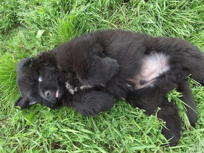 Фото: ньюфаундленд YArkiy Tanec Ovacii (Яркий Танец Овации)