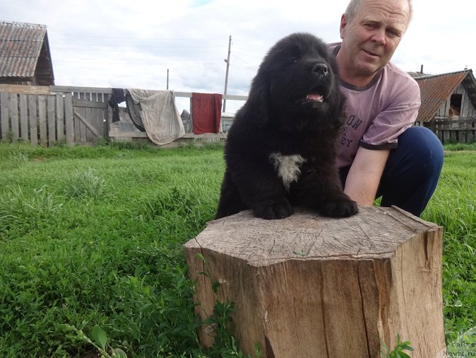 Фото: ньюфаундленд YAntarnaya Sensaciya N'yufort (Янтарная Сенсация Ньюфорт)